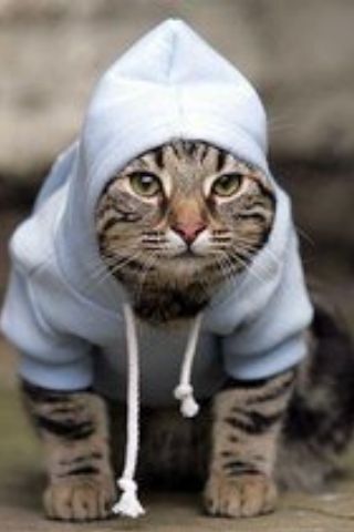 Hood cat